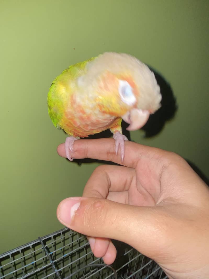Pineapples Conure 6