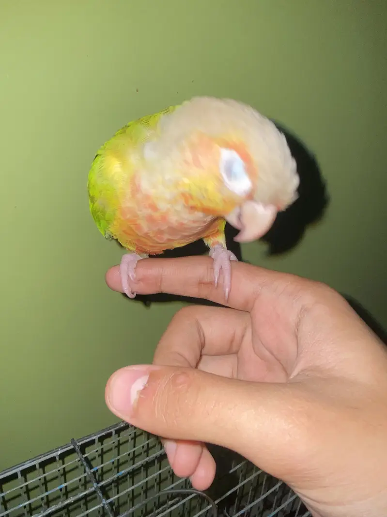 Pineapples Conure — photo 7