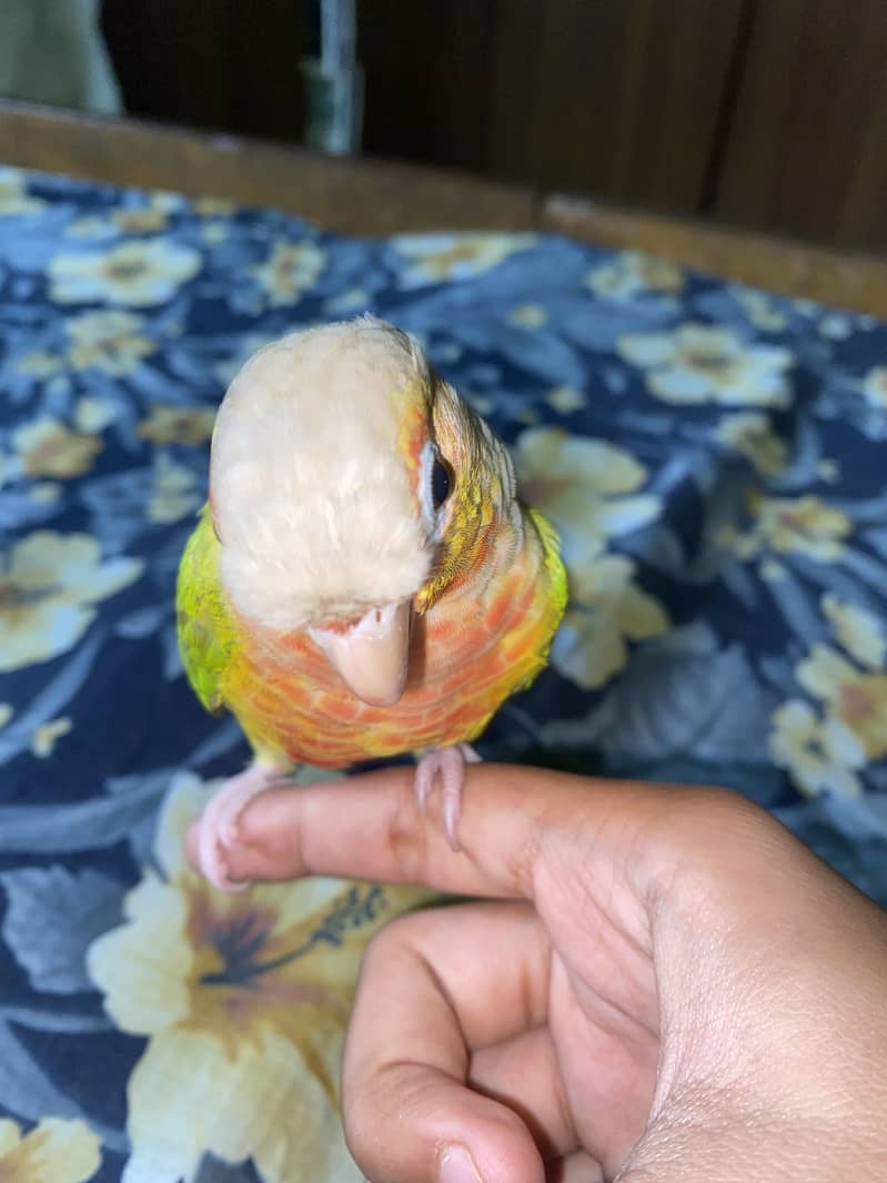 Pineapples Conure 7