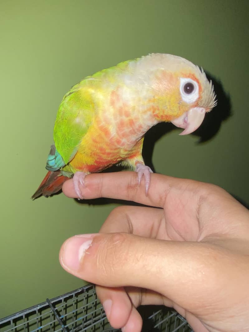 Pineapples Conure 8