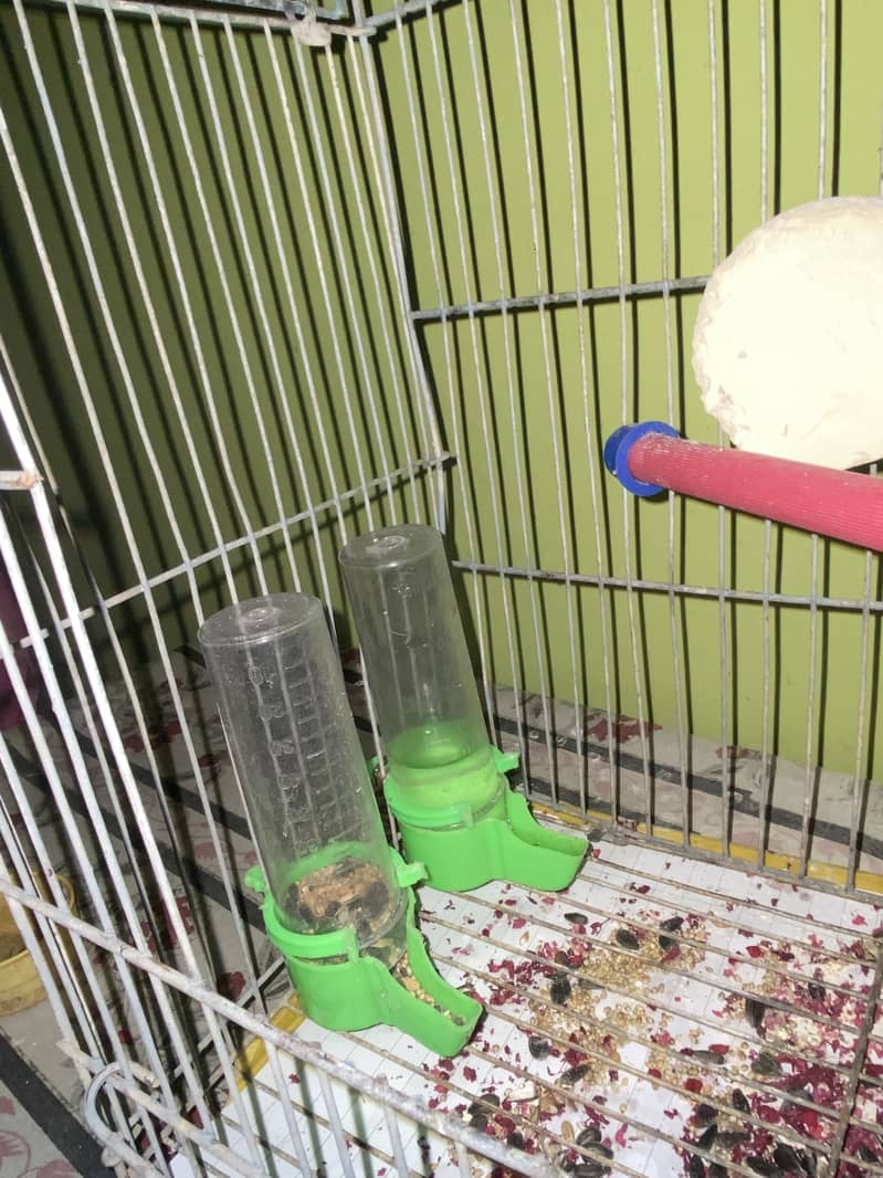 Pineapples Conure 9