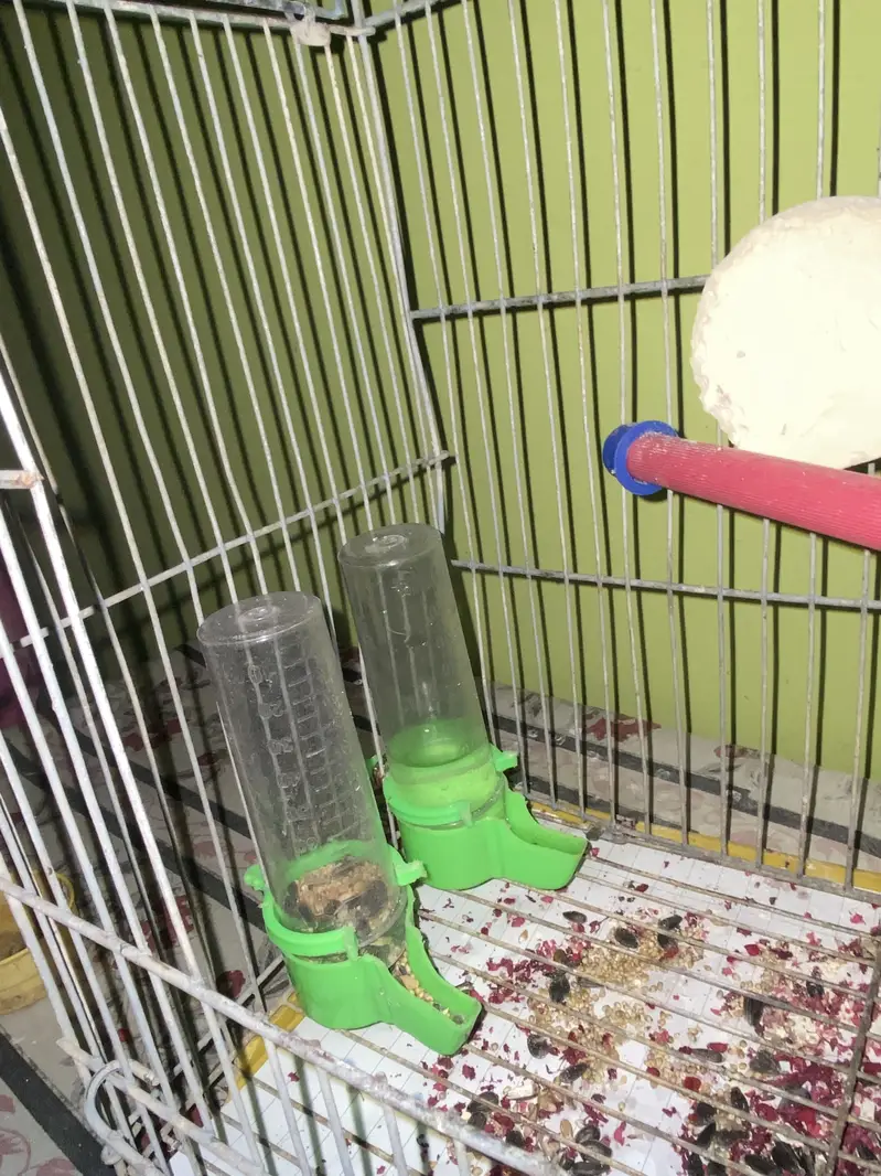 Pineapples Conure — photo 10