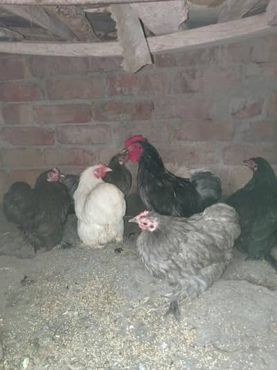 bantam Hans pair