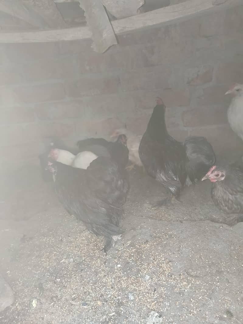 bantam Hans pair03092011098 1