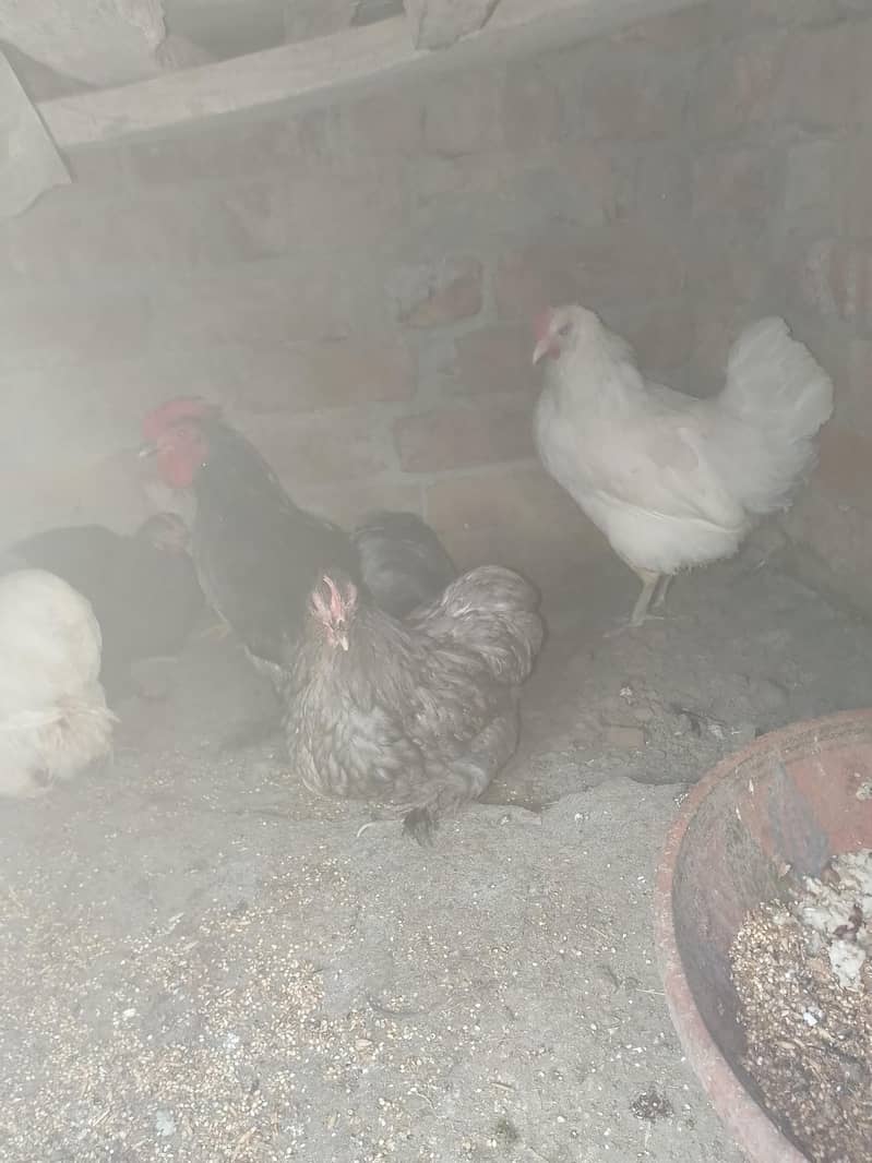 bantam Hans pair03092011098 2