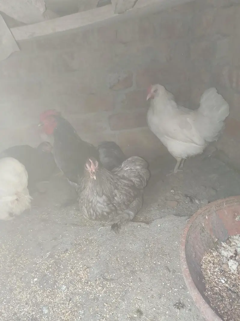bantam Hans pair03092011098 — photo 3