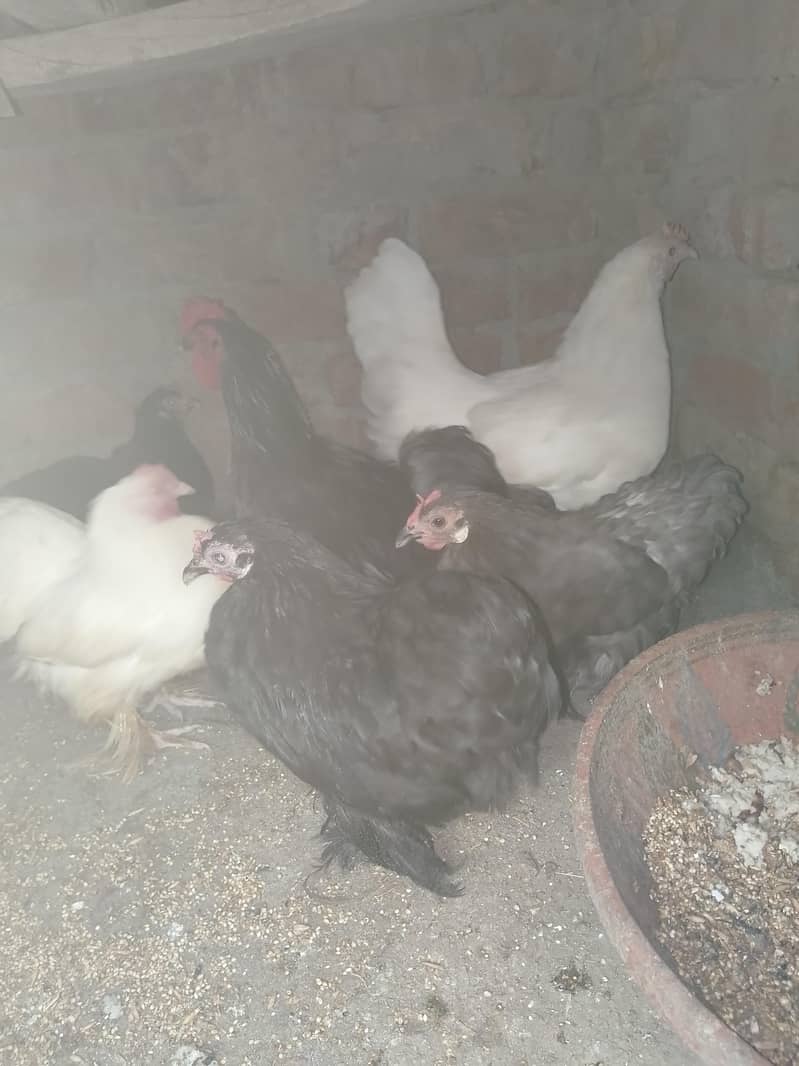bantam Hans pair03092011098 3