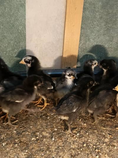 Australorp Chicks