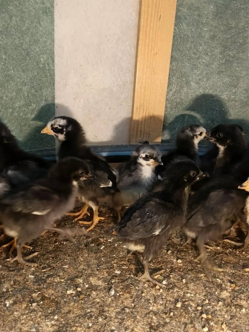 Australorp Chicks 0