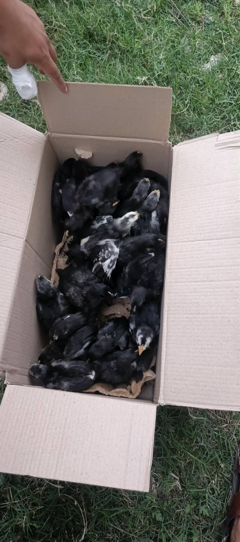 Australorp Chicks 6