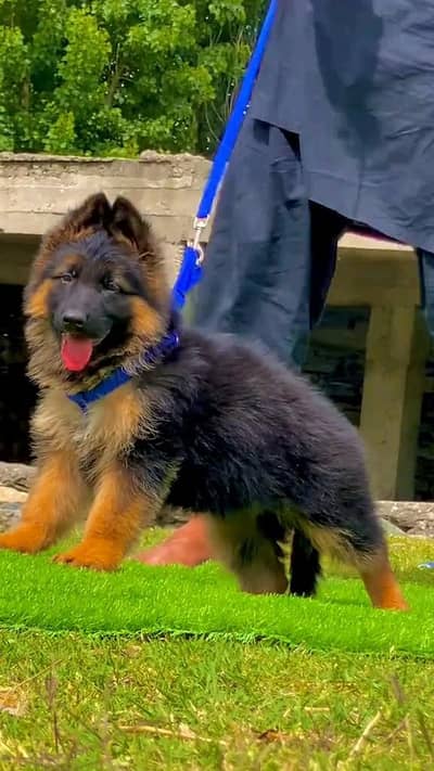 (German- shepherd) (puppies) (argent for sale) Whatsapp 03401430037