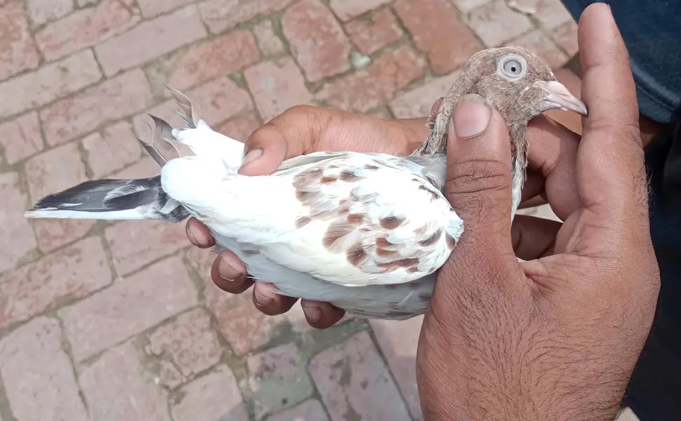 bachy hn hn abi total 6 bachy hn or 1 sherazzi Whatsapp 03421283885 — photo 2