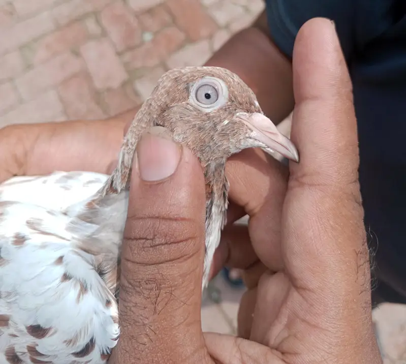 bachy hn hn abi total 6 bachy hn or 1 sherazzi Whatsapp 03421283885 — photo 3