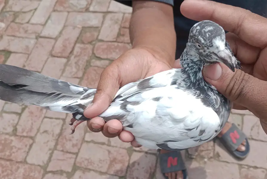 bachy hn hn abi total 6 bachy hn or 1 sherazzi Whatsapp 03421283885 — photo 5