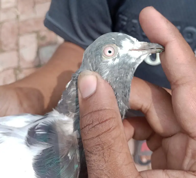 bachy hn hn abi total 6 bachy hn or 1 sherazzi Whatsapp 03421283885 — photo 7