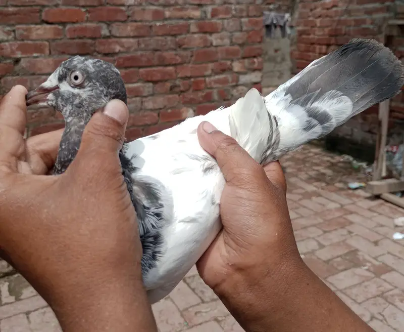 bachy hn hn abi total 6 bachy hn or 1 sherazzi Whatsapp 03421283885 — photo 9