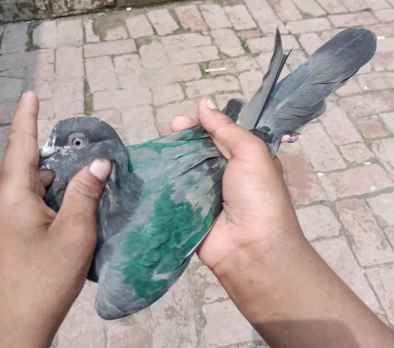 bachy hn hn abi total 6 bachy hn or 1 sherazzi Whatsapp 03421283885 — photo 12