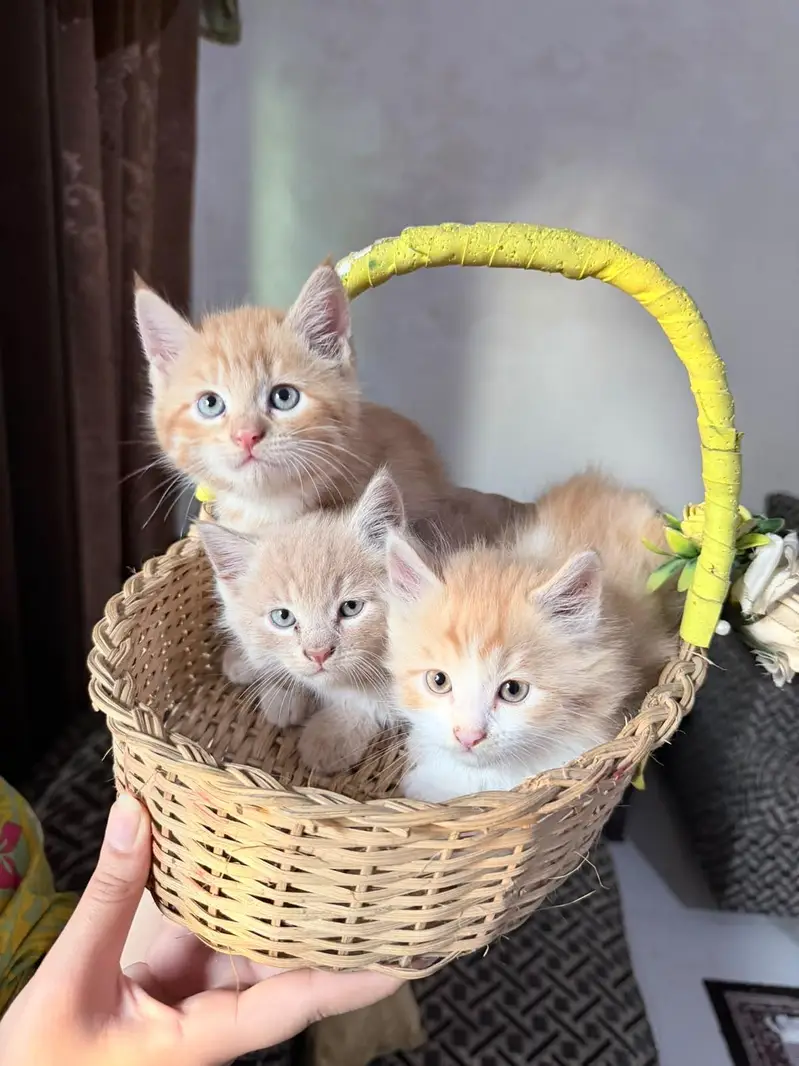 Kittens up for sale — photo 2