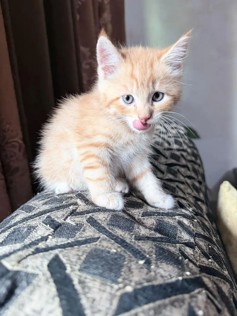 Kittens up for sale — photo 6