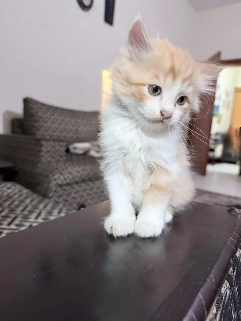 Kittens up for sale — photo 7