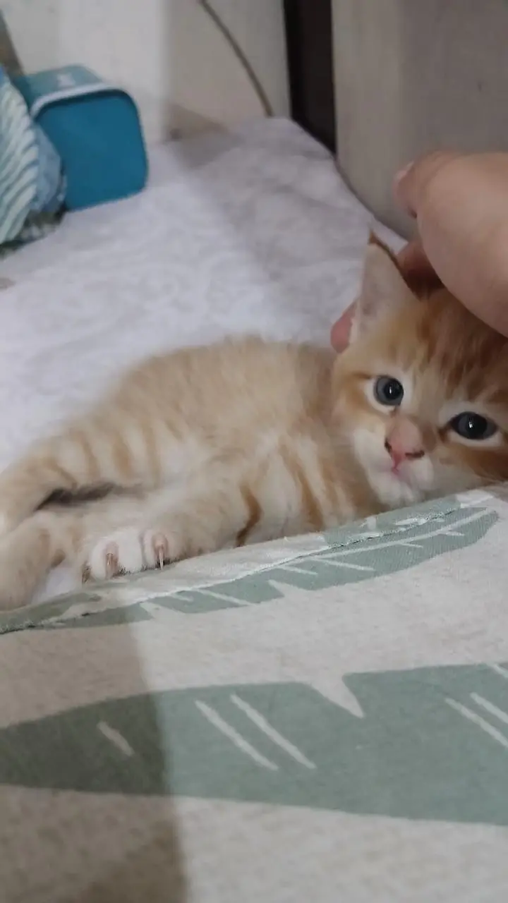 Kittens up for sale — photo 10