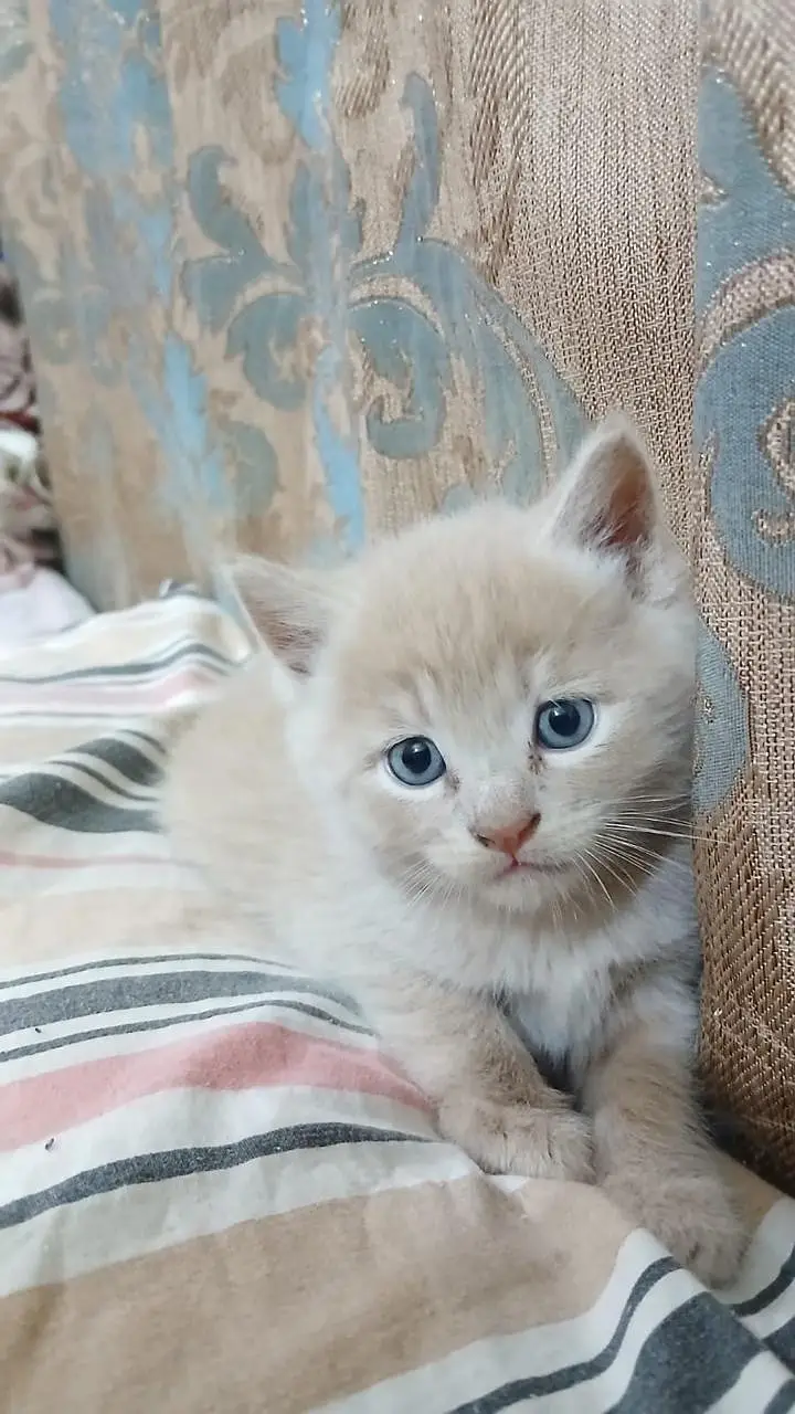 Kittens up for sale — photo 11