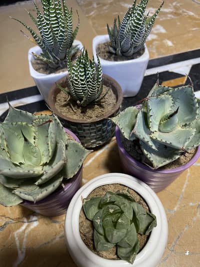 Beautiful Indoor Plants with Ceramic Pots | Home & Office Decor