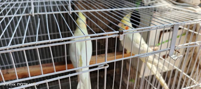 Young Lutino Cockatiel Pair, Ready To Breed.