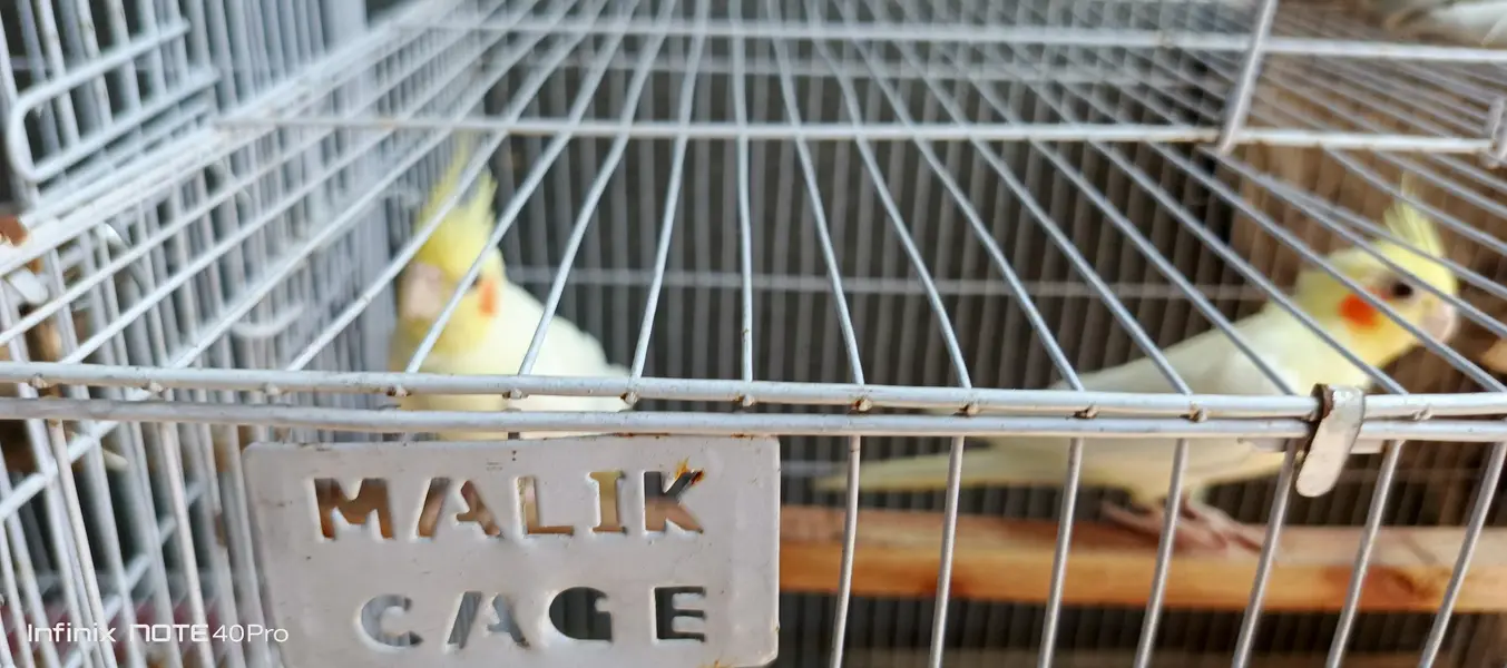Young Lutino Cockatiel Pair, Ready To Breed. — photo 2