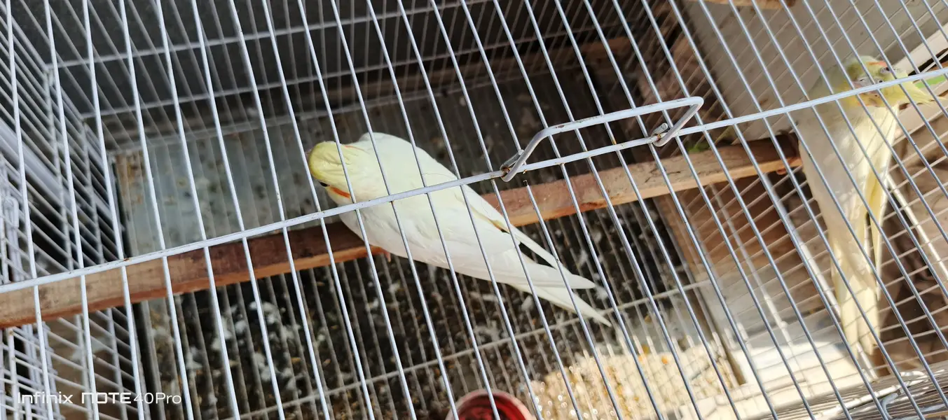 Young Lutino Cockatiel Pair, Ready To Breed. — photo 3