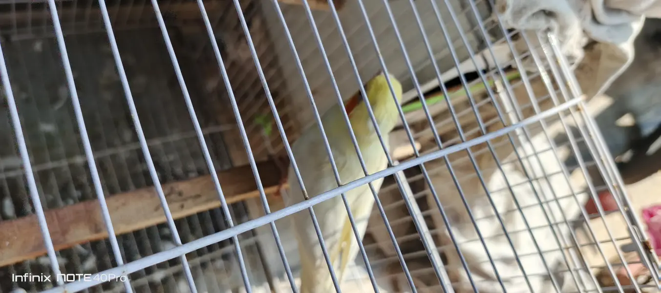 Young Lutino Cockatiel Pair, Ready To Breed. — photo 4