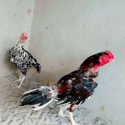 High Quality Aseel Pair