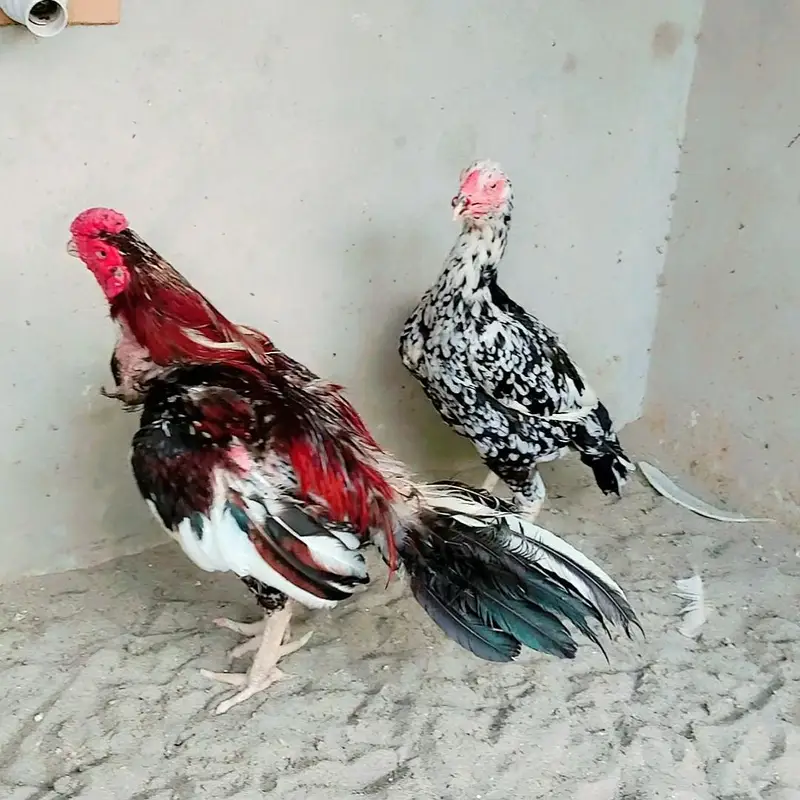 High Quality Aseel Pair — photo 2