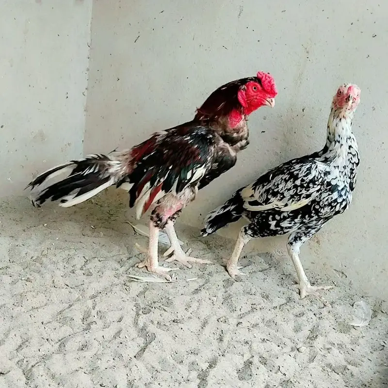 High Quality Aseel Pair — photo 3