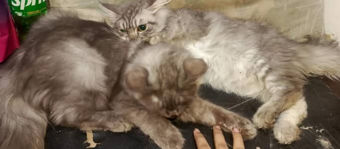 2 Male Persian cats
