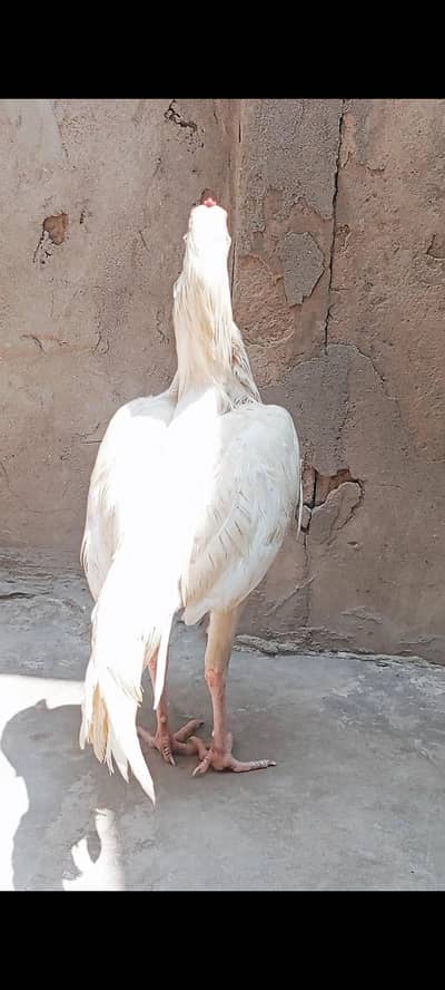 2 Aseel heera paper white pathay  pure