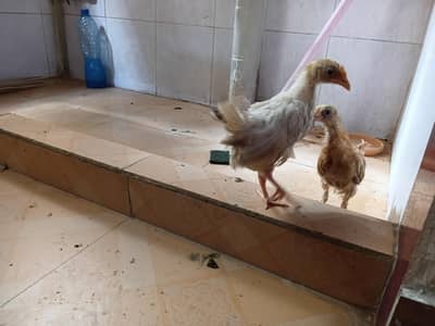 active and healthy chicks
