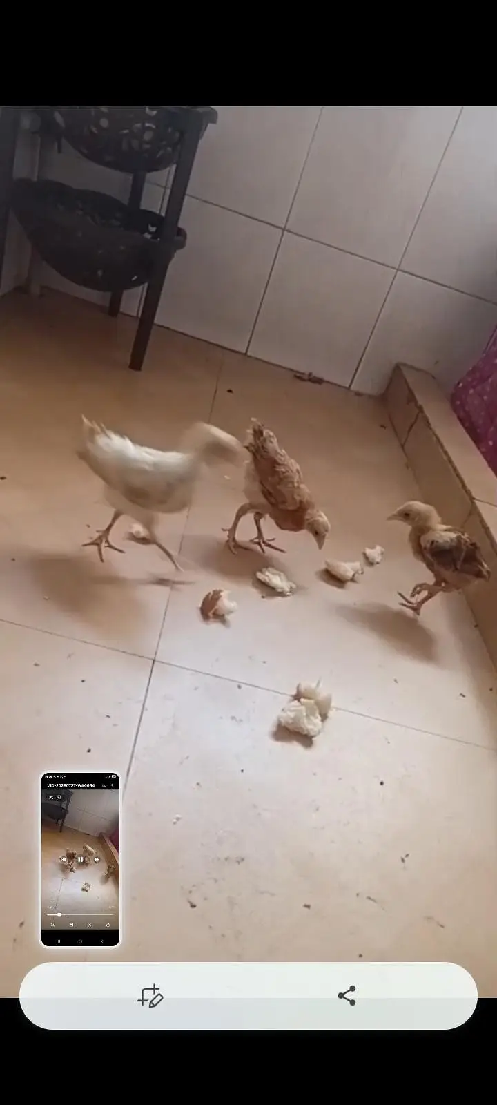 active and healthy chicks — photo 2