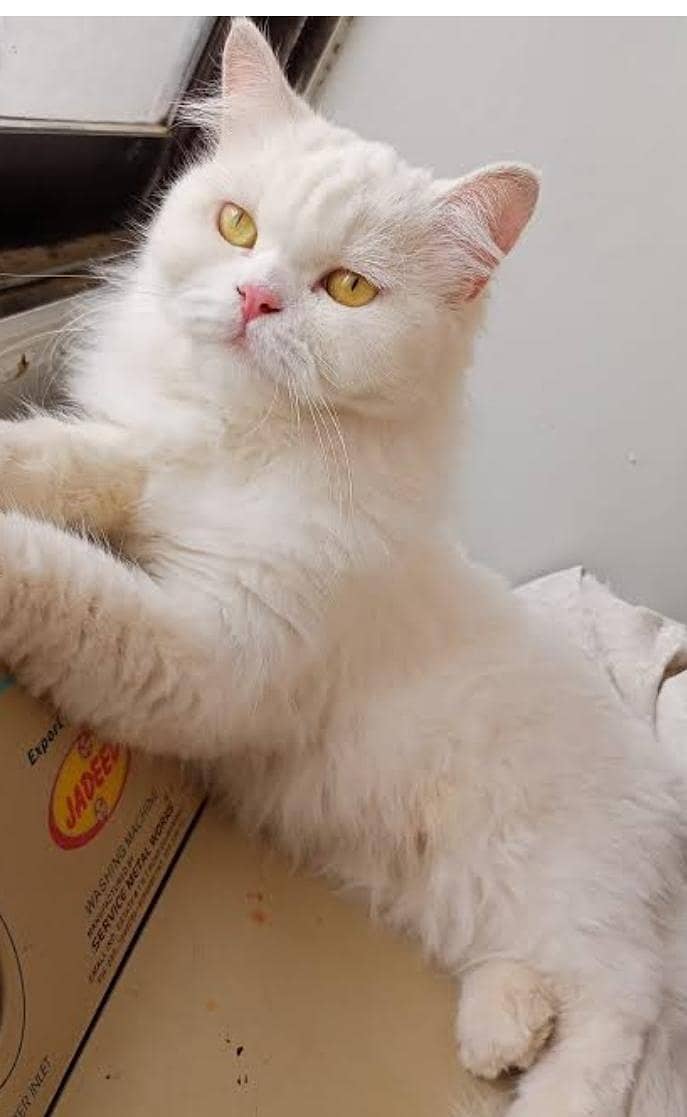 Persian cat 0
