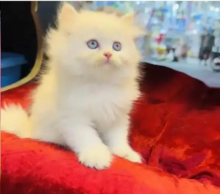 (Persian female kitten) (for sale all) (Pakistan delivery available) — photo 3