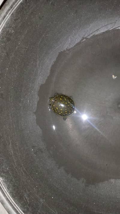 baby turtle for sale
