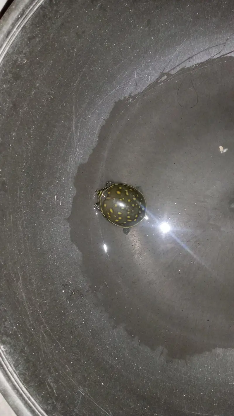 baby turtle for sale