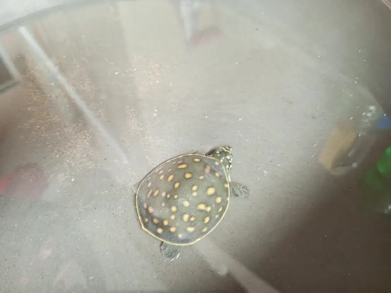 baby turtle for sale — photo 2