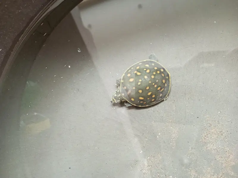 baby turtle for sale — photo 3
