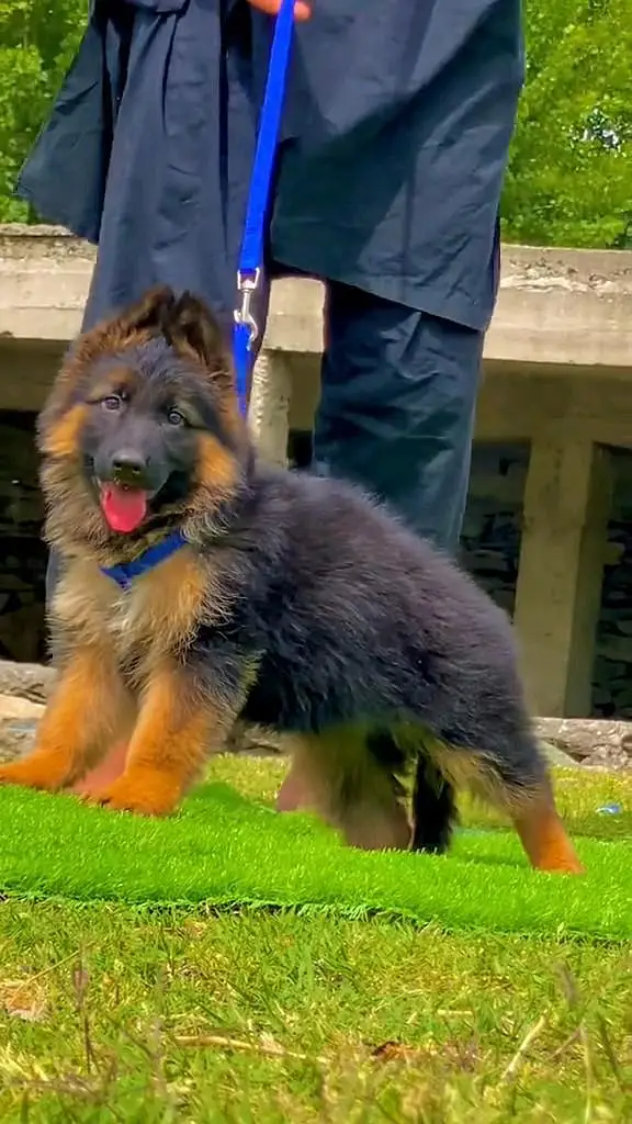 (German- shepherd) (puppies) (argent for sale) Whatsapp 03401430037 — photo 2