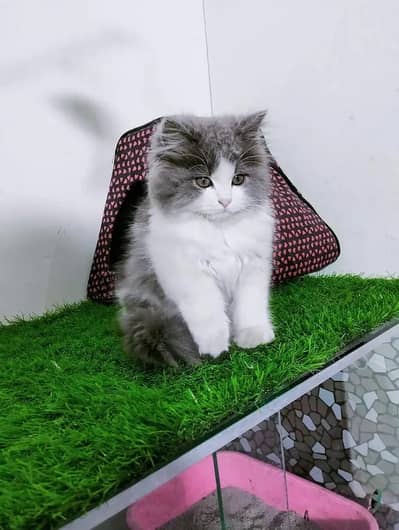 Persian Kittens | Triple Coated Grey white Persian Kittens | Kittens