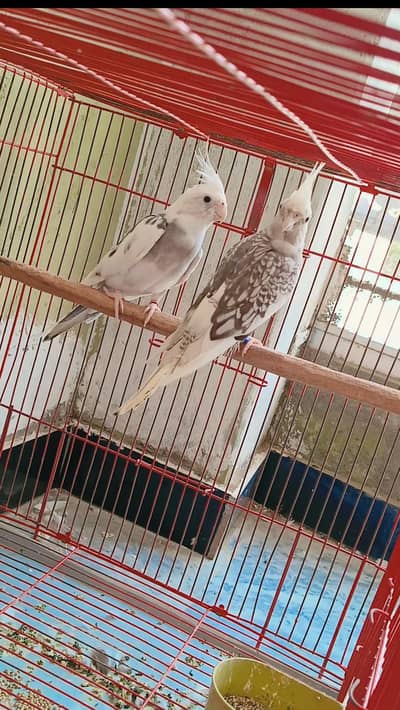 vpied/vpearl  white face cocktail