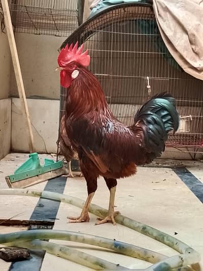 ACTIVE DAIMAND DASI MORGA   URGENT FOR SALE.