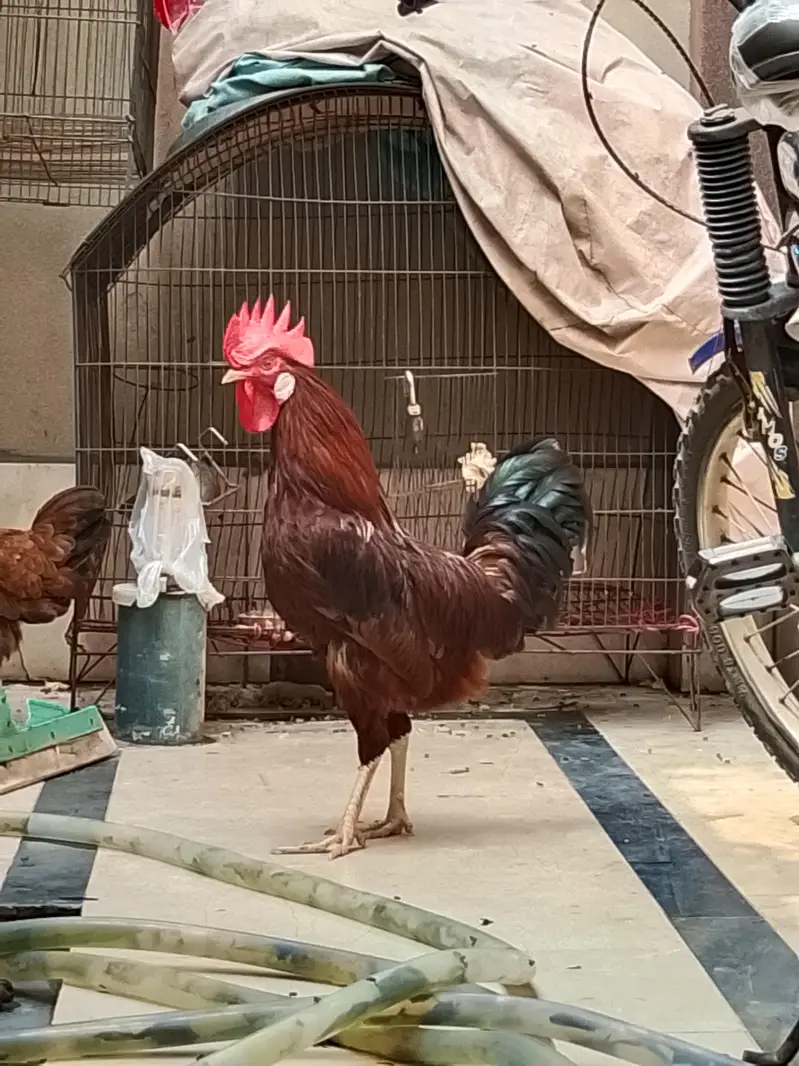 ACTIVE DAIMAND DASI MORGA   URGENT FOR SALE. — photo 3