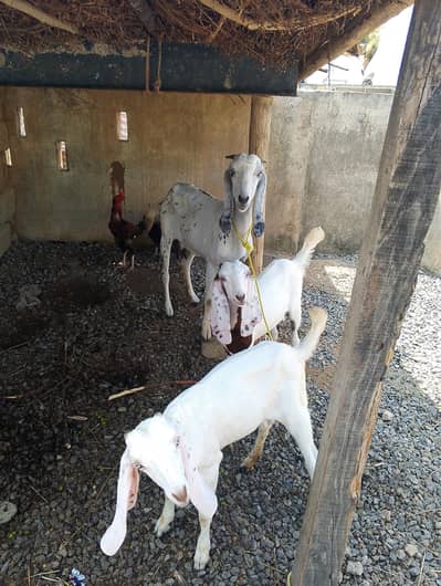 1 bari bakri 2 sath females
